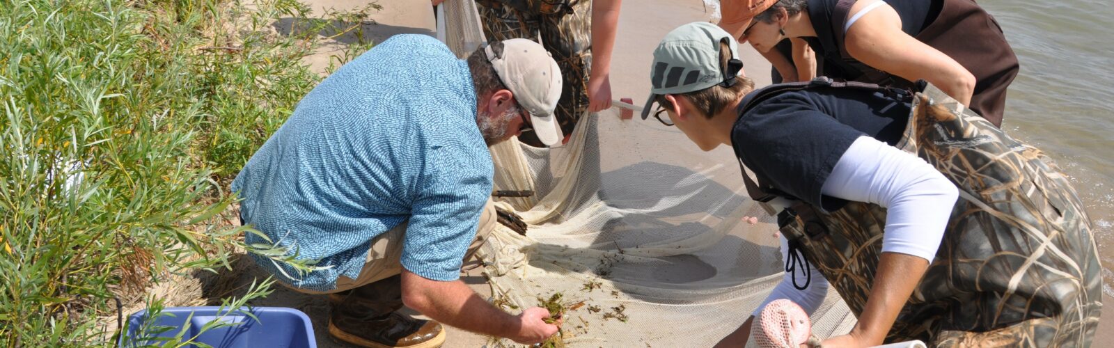 Researchers sifting through material in a net on the beach